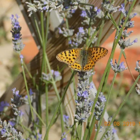 Les Papillons Villa Vrolle Buitenkant foto