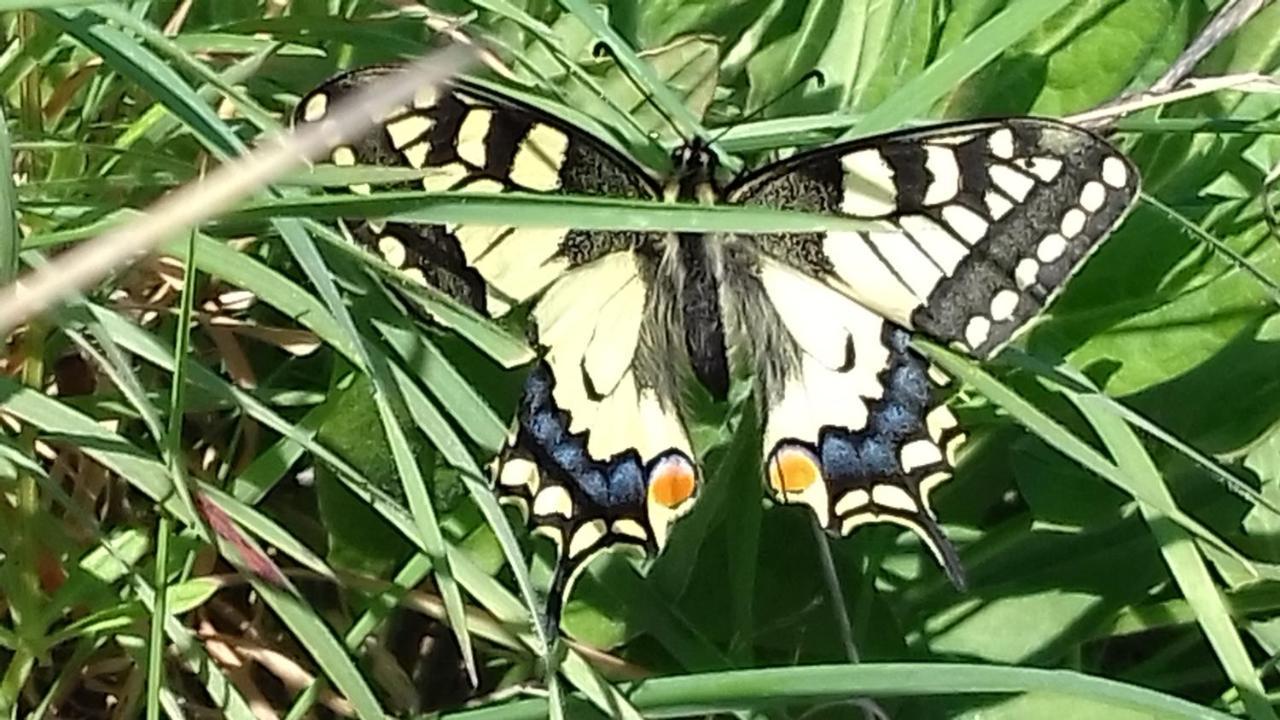 Les Papillons *