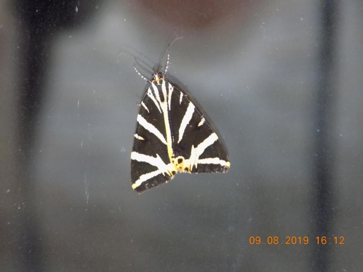 Vakantiehuis Les Papillons *
